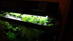 Muschelblumen lieben Flüssigdünger