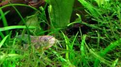 Schnurrbart oder Vampirzähne?