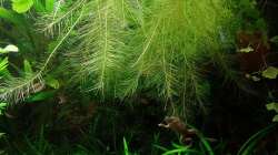 Muschelblumenwurzeln. Im 80cm-Becken schon ziemlich überdimensioniert und eher für