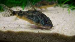 Marmorpanzerwelsmädel