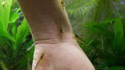 Amanogarnelen- gefährliche Killer!!! :-)