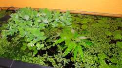 Ein Wunder manchmal, dass da noch Licht unten ankommt- wobei die Wasserlinsen bei