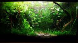 Februar 2012 - Jungs, packt die Machete aus... 