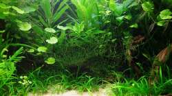 Holz, Moos und Grünzeug, eine einfach tolle Kombination.