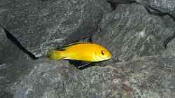 Labidochromis caeruleus `Yellow` Bock