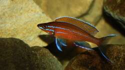 Besatz im Aquarium Stones and Shells