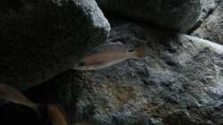 Besatz im Aquarium Stones and Shells