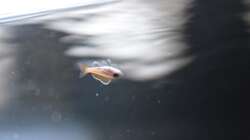 Das erste Jungtier :-)