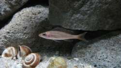 Besatz im Aquarium Stones and Shells