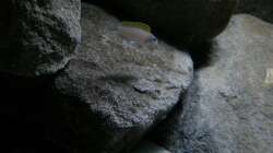 Besatz im Aquarium Stones and Shells