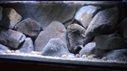 Besatz im Aquarium Stones and Shells