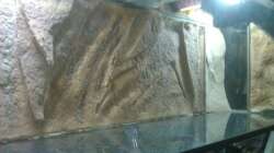 Dekoration im Aquarium Stones and Shells