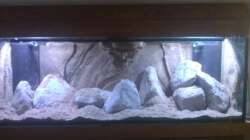 Dekoration im Aquarium Stones and Shells