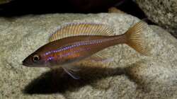 Ein Weibchen, schlichte Schönheit