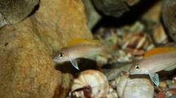 Besatz im Aquarium Stones and Shells
