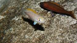 Besatz im Aquarium Stones and Shells