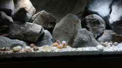 Besatz im Aquarium Stones and Shells