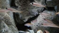 Besatz im Aquarium Stones and Shells