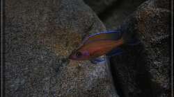 Besatz im Aquarium Stones and Shells