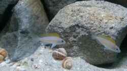 Besatz im Aquarium Stones and Shells