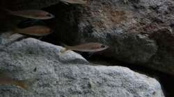 Besatz im Aquarium Stones and Shells