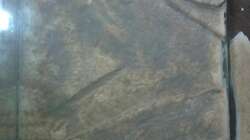 Dekoration im Aquarium Stones and Shells