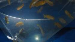 Besatz im Aquarium Saulosi Artenbecken(existiert nicht mehr)