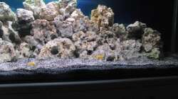 Dekoration im Aquarium Saulosi Artenbecken(existiert nicht mehr)