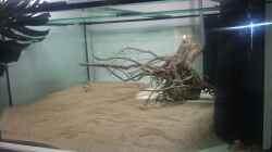 Aquarium Tigers, Dragons & Snakeheads - Beispiel