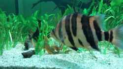 Besatz im Aquarium Tigers, Dragons & Snakeheads - Beispiel