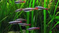Kardinalfische