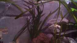 Pflanzen im Aquarium Becken 22286