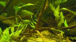 Pflanzen im Aquarium Parachanna obscura