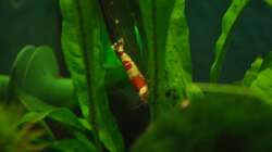 Aquarium Nano Becken 20 Liter