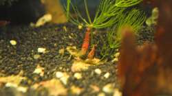 Aquarium Nano Becken 20 Liter