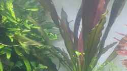 Schwertpflanze `Red Chamäleon` - Echinodorus `Red Chamäleon` 