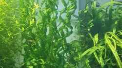 Korkenzieher Schwertpflanze/Echinodorus vesuvius