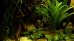 Echinodoren und Vallisnerien 10.12.12