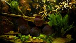 Gesamtansicht 09.09.12 in alter Gestaltung