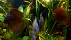 links, der Bock meines Pärchens 17.12.12