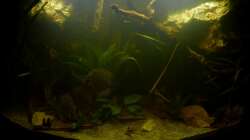 21.10.12 1. Foto nach Neugestaltung, noch sehr trüb