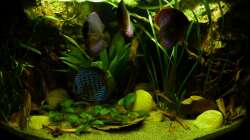 Frontansicht 08.01.13 mal mit ein paar mehr Steinen