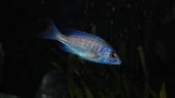 Placidochromis Phenochilus mdoka white lips