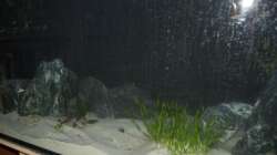 Aquarium Mein Räuberbecken