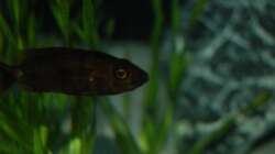 Stigmatochromis modestus