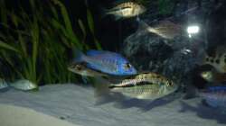 Protomelas spilonotus mit anderen