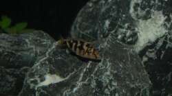 Placidochromis Milomo