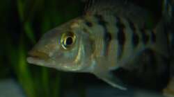 Fossochromis Rostratus