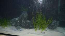 Aquarium Mein Räuberbecken