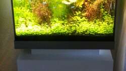 Pflanzen im Aquarium Juwel Lido 120